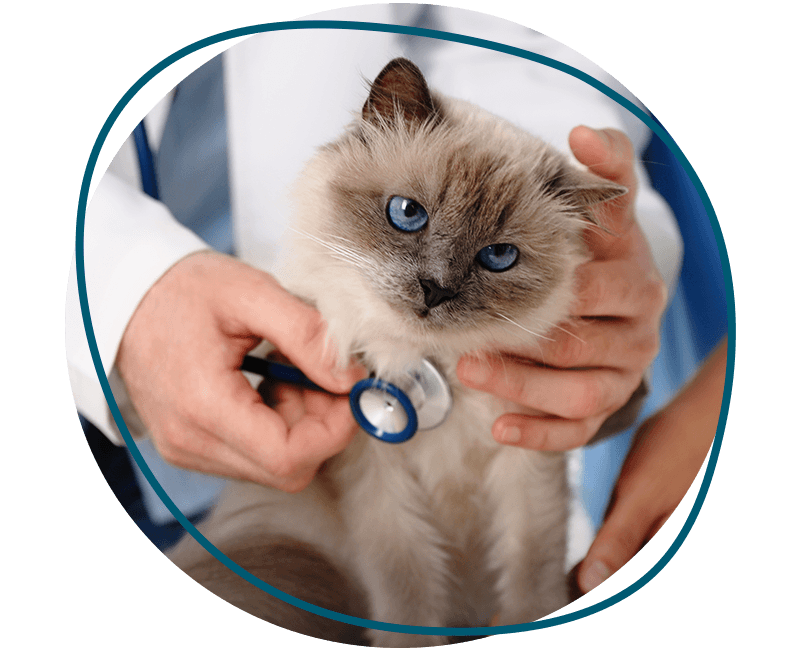 vet checking cute cat