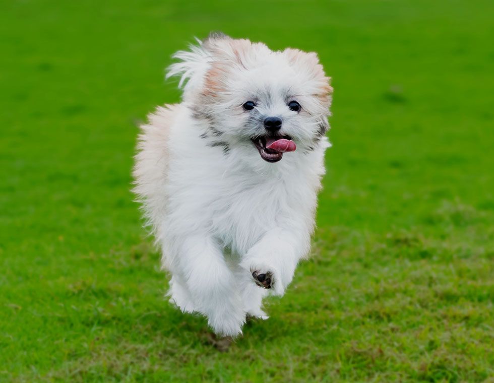 white dog running grass
