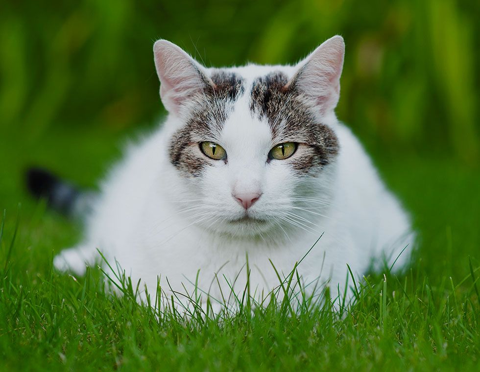 cat at garden