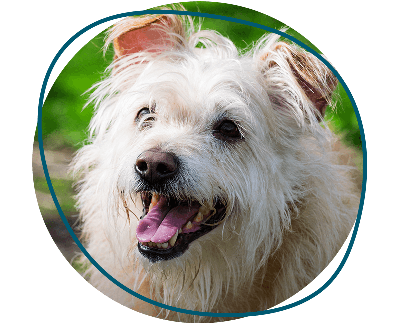 beige dog at green grass