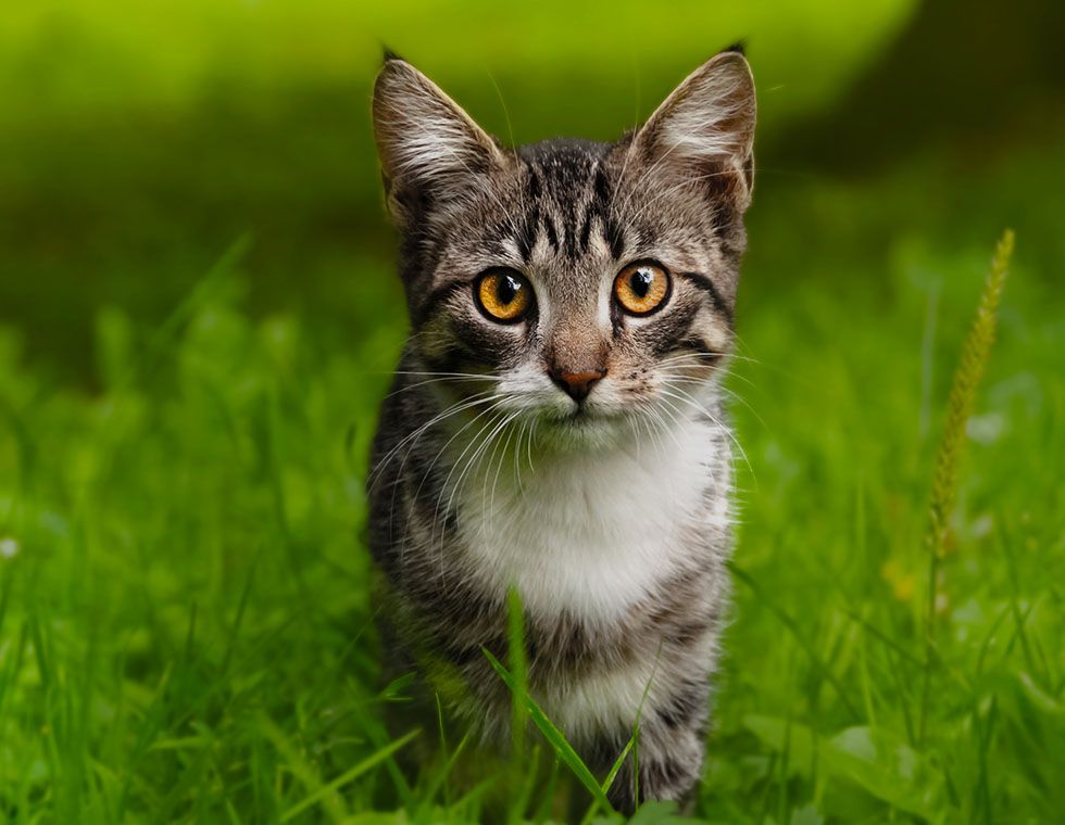 cute cat at green grass