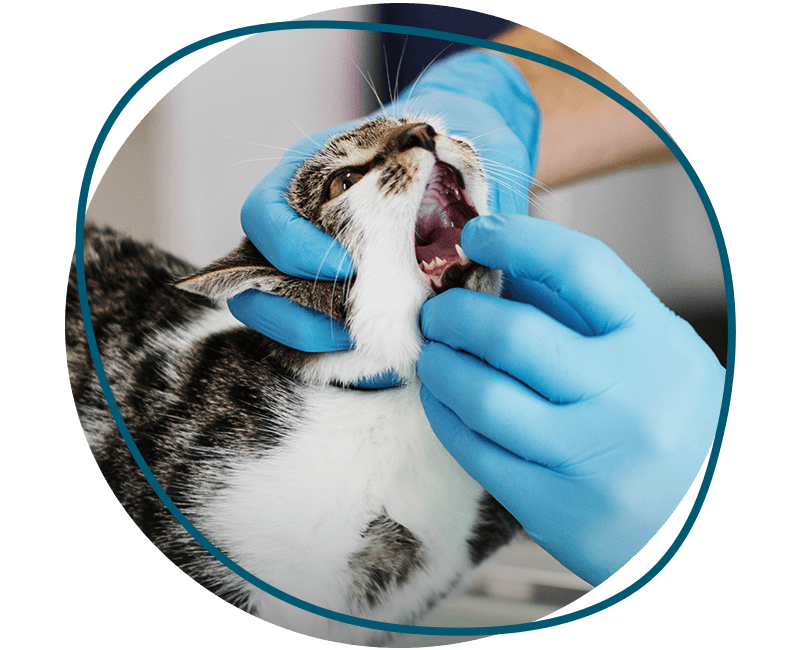 vet checking cat's teeth