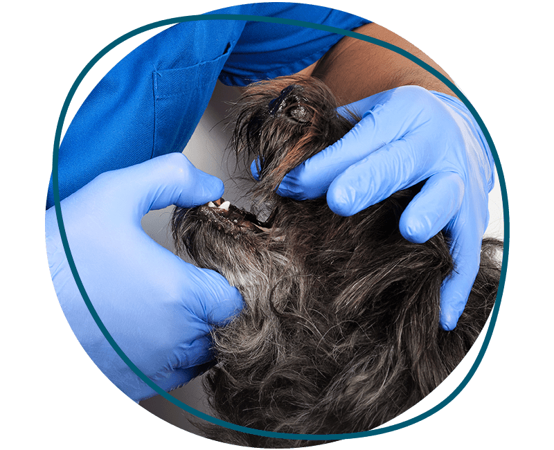 vet checking dog's teeth