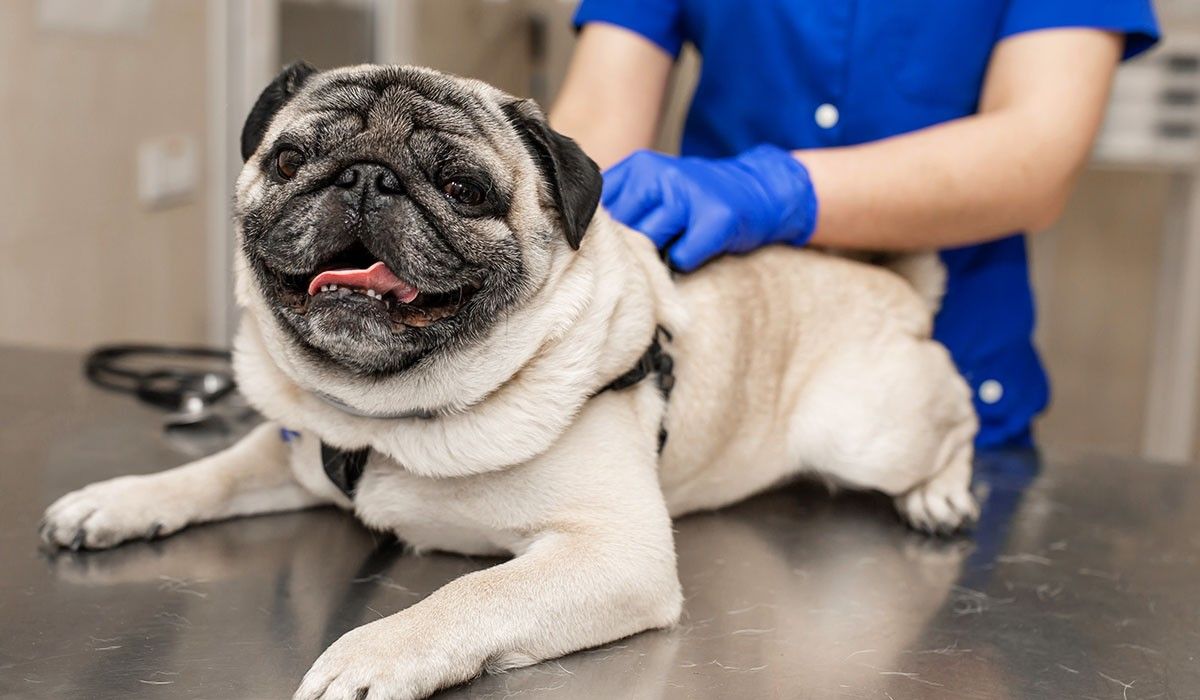 pug-at-maynard-animal-hospital