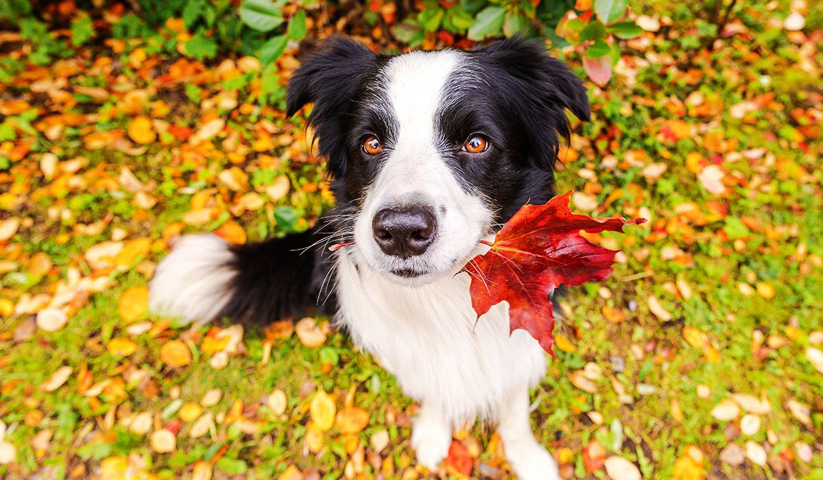 funny-puppy-dog-border-collie-with-orange-maple-fall-leaf