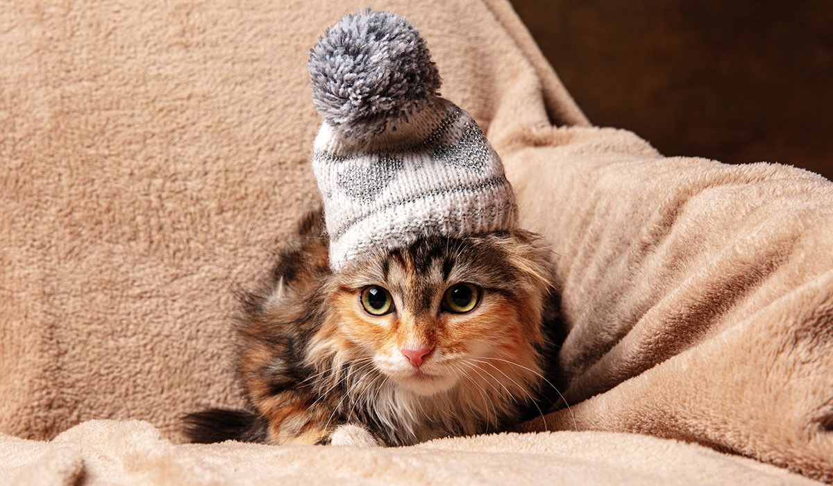siberian-orange-black-kitten-cute-gray-hat-hiding-paws-beige-sofa