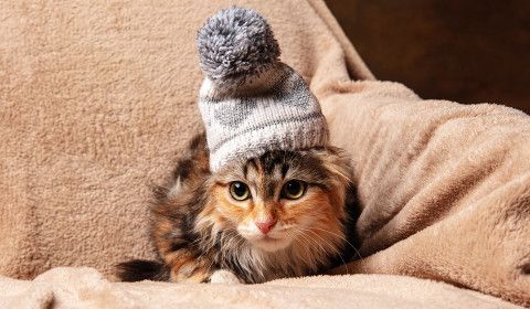 Cold Weather Myths: What Every Pet Owner Should Know About Winter Pet Care