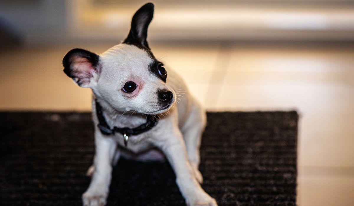 anxious-dog-ready-to-run