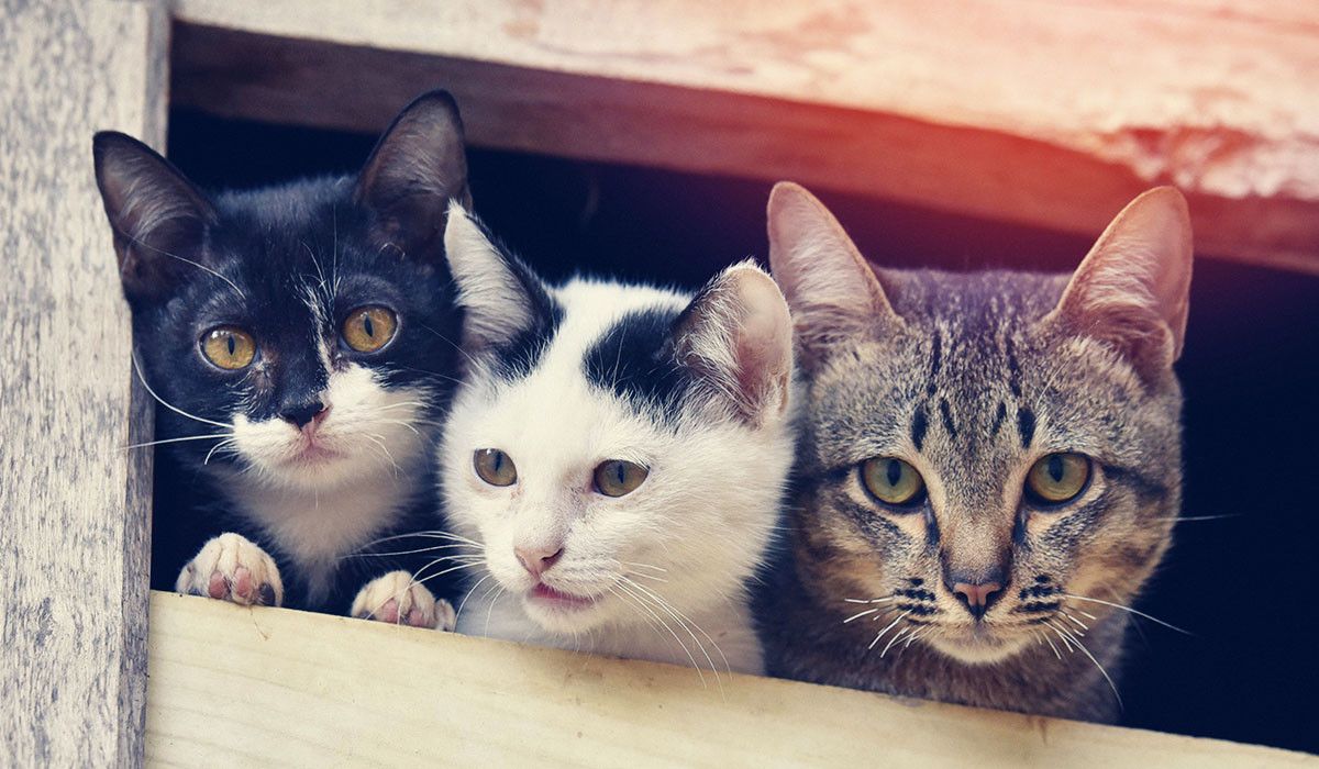 cat-overpopulation-awareness-three-cats