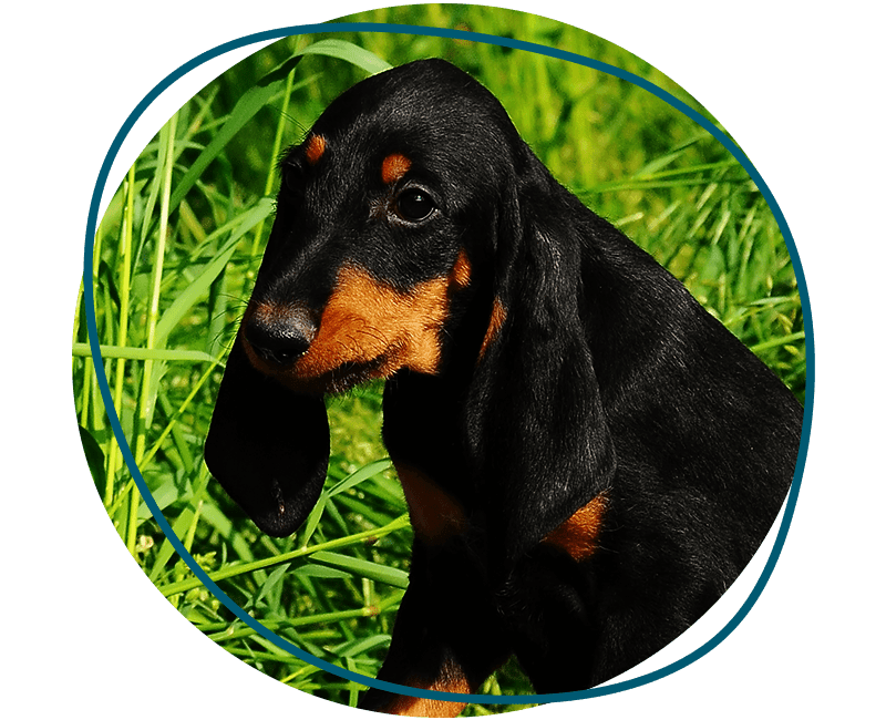 segugio italiano dog
