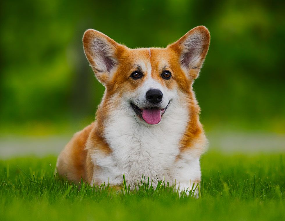 happy corgi at green grass