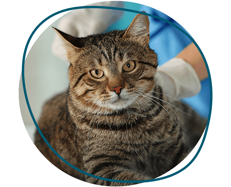 cat at veterinary