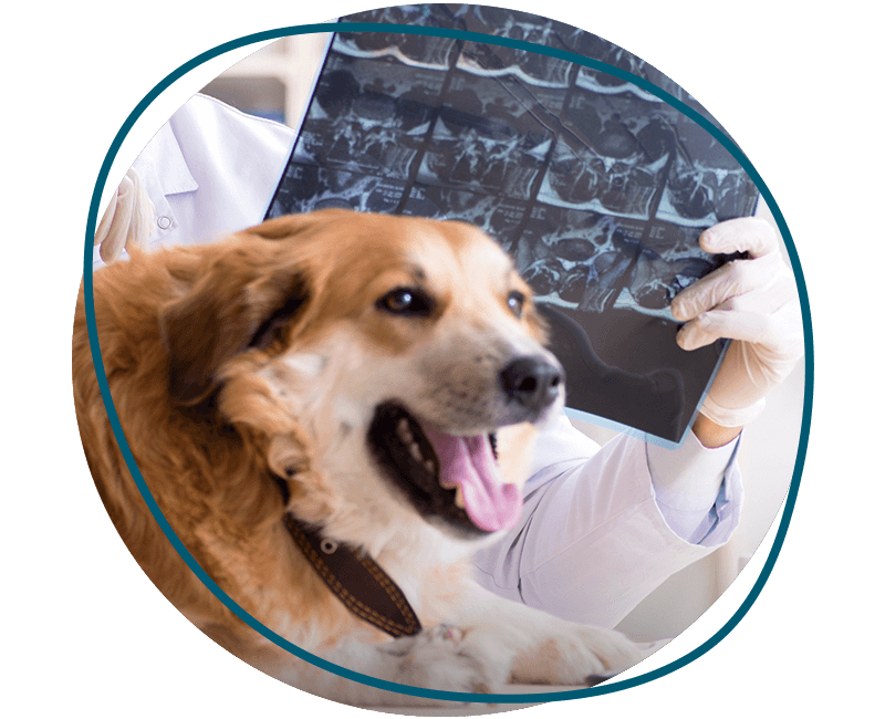 vet checking x-rays results from dog