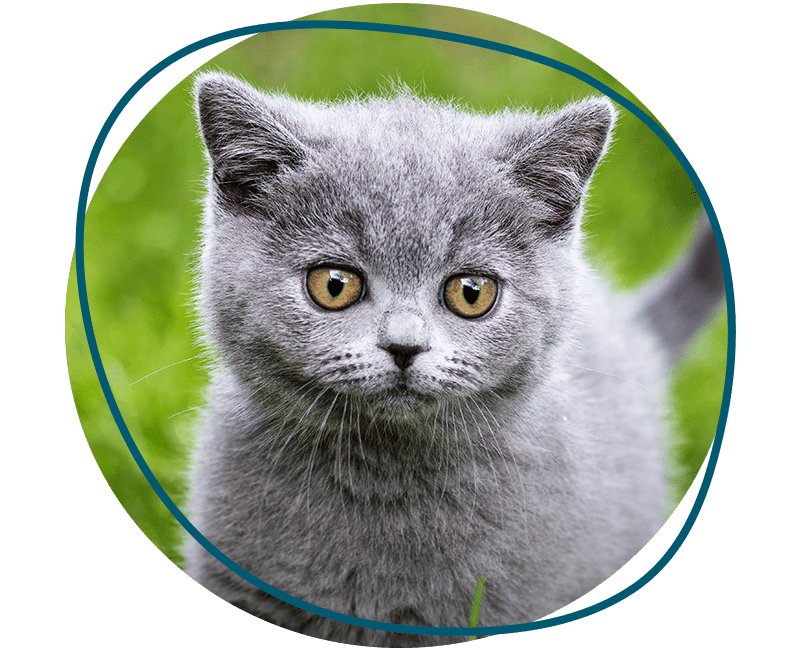 british shorthair kitten walking grass