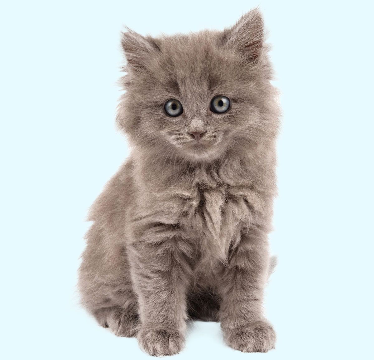 gray kitten