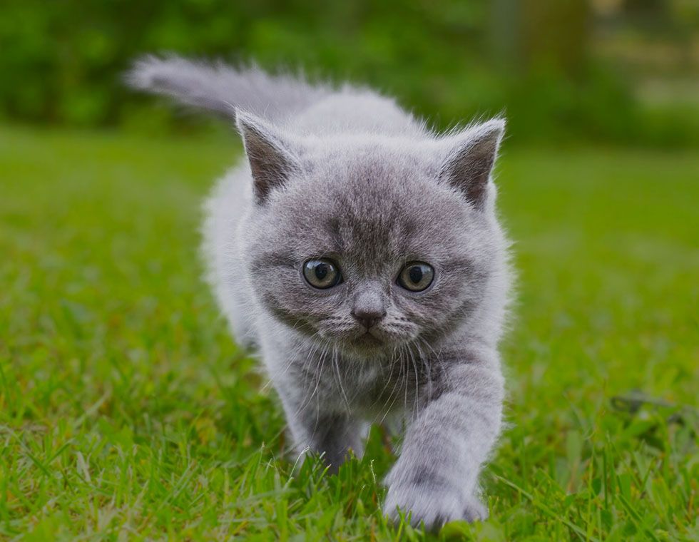 little kitten british goes walk at green grass