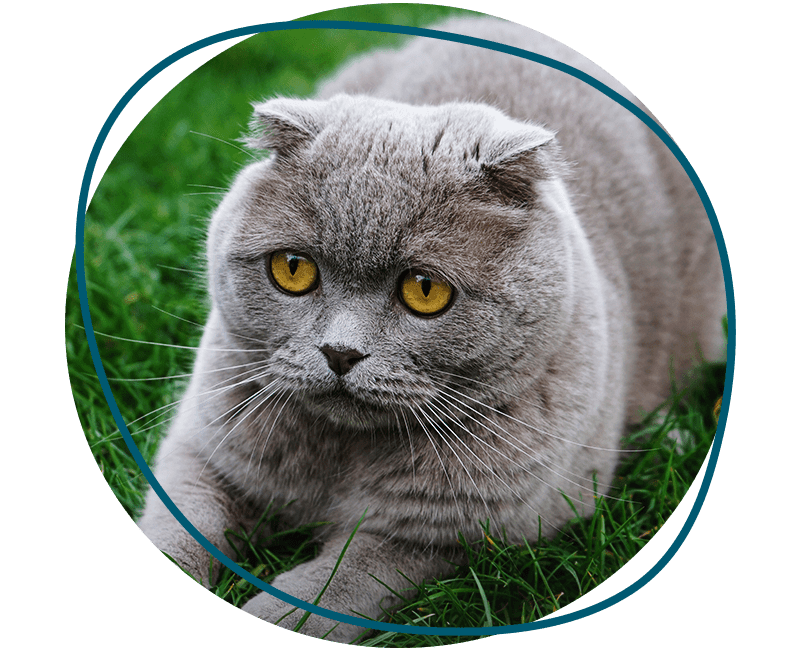 british fold cat resting at grass