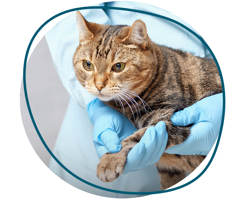 vet checking paw's cat