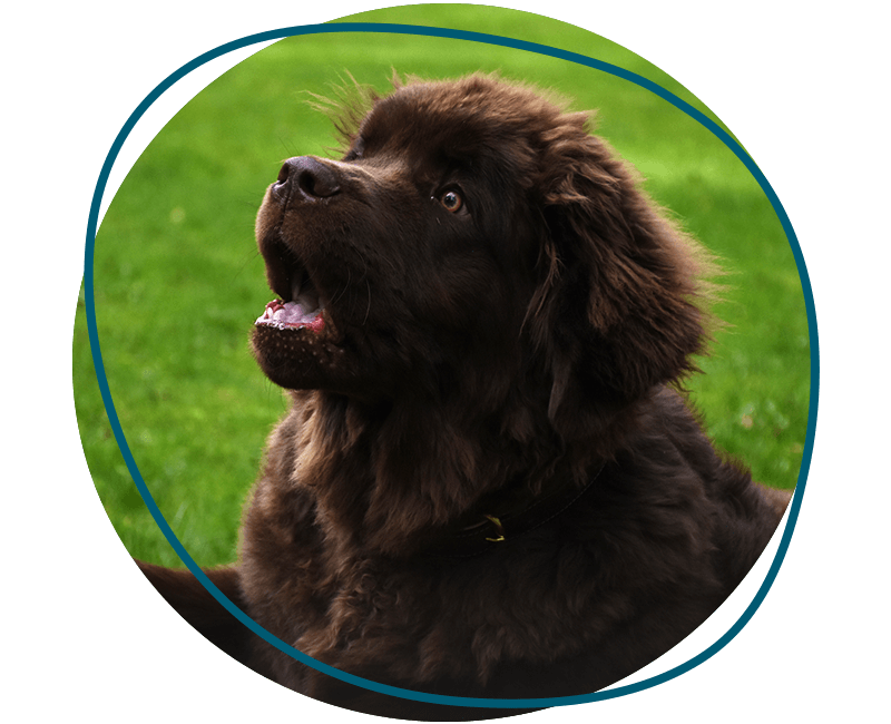 brown newfoundland dog resting green grass