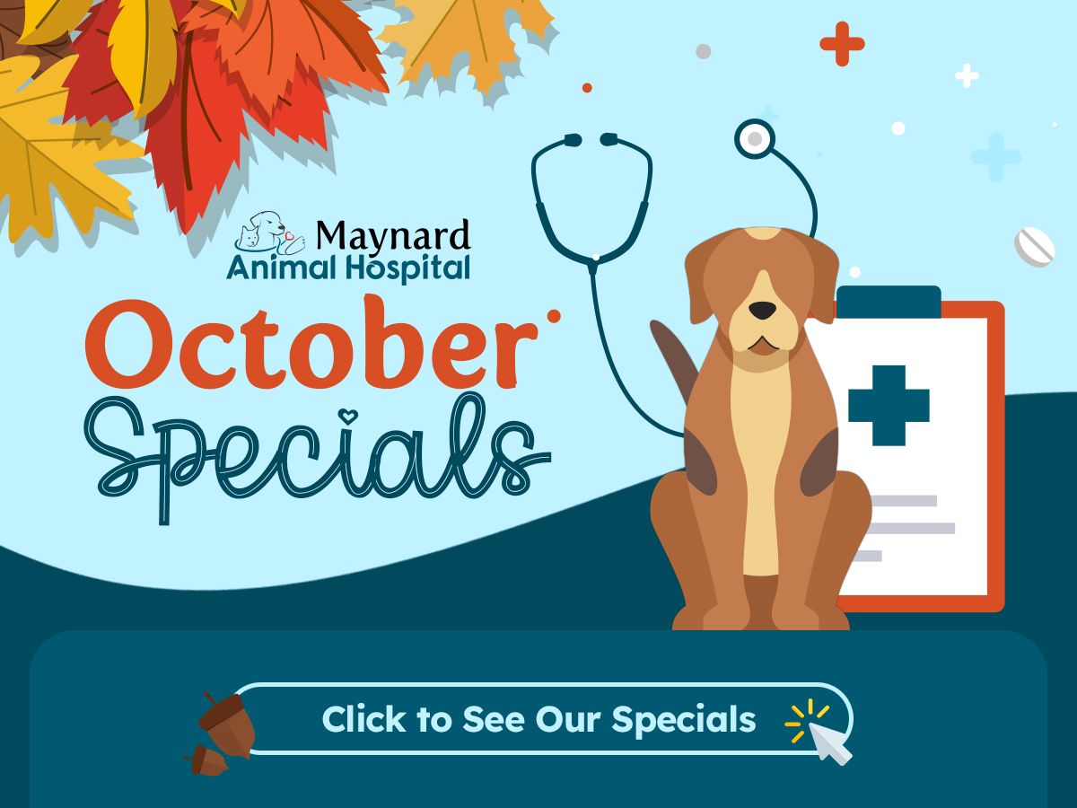 October Specials Pop-Up