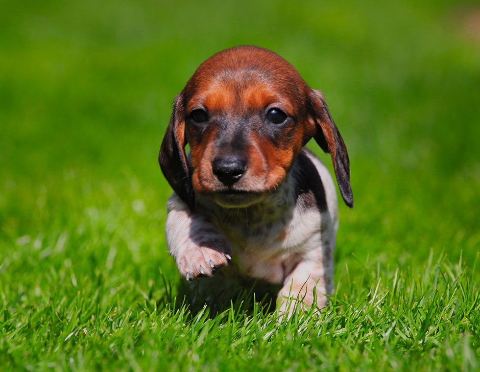 dachshund puppy at garden