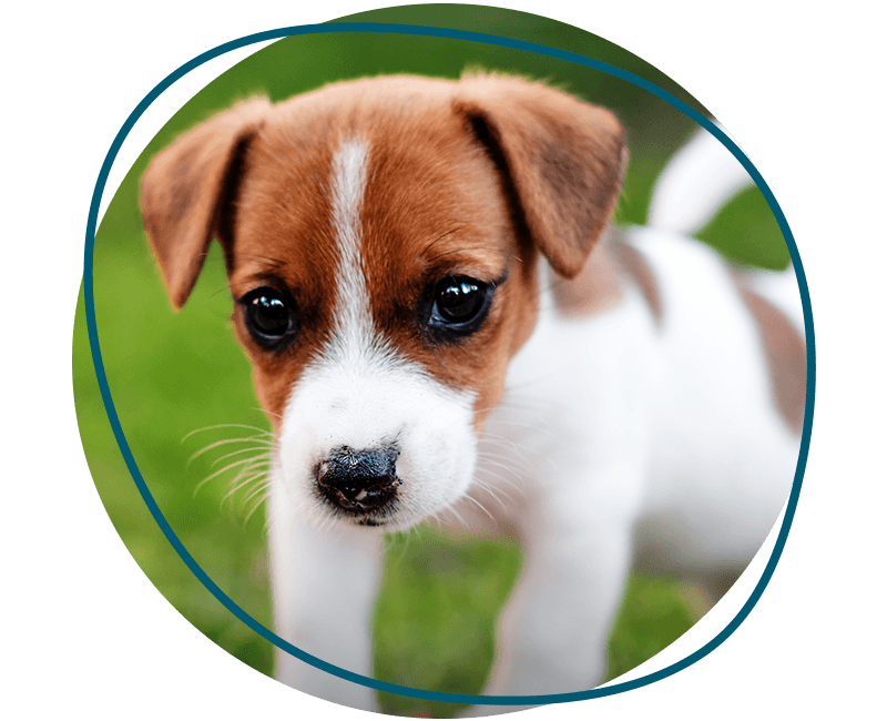 jack russell puppy walks at park