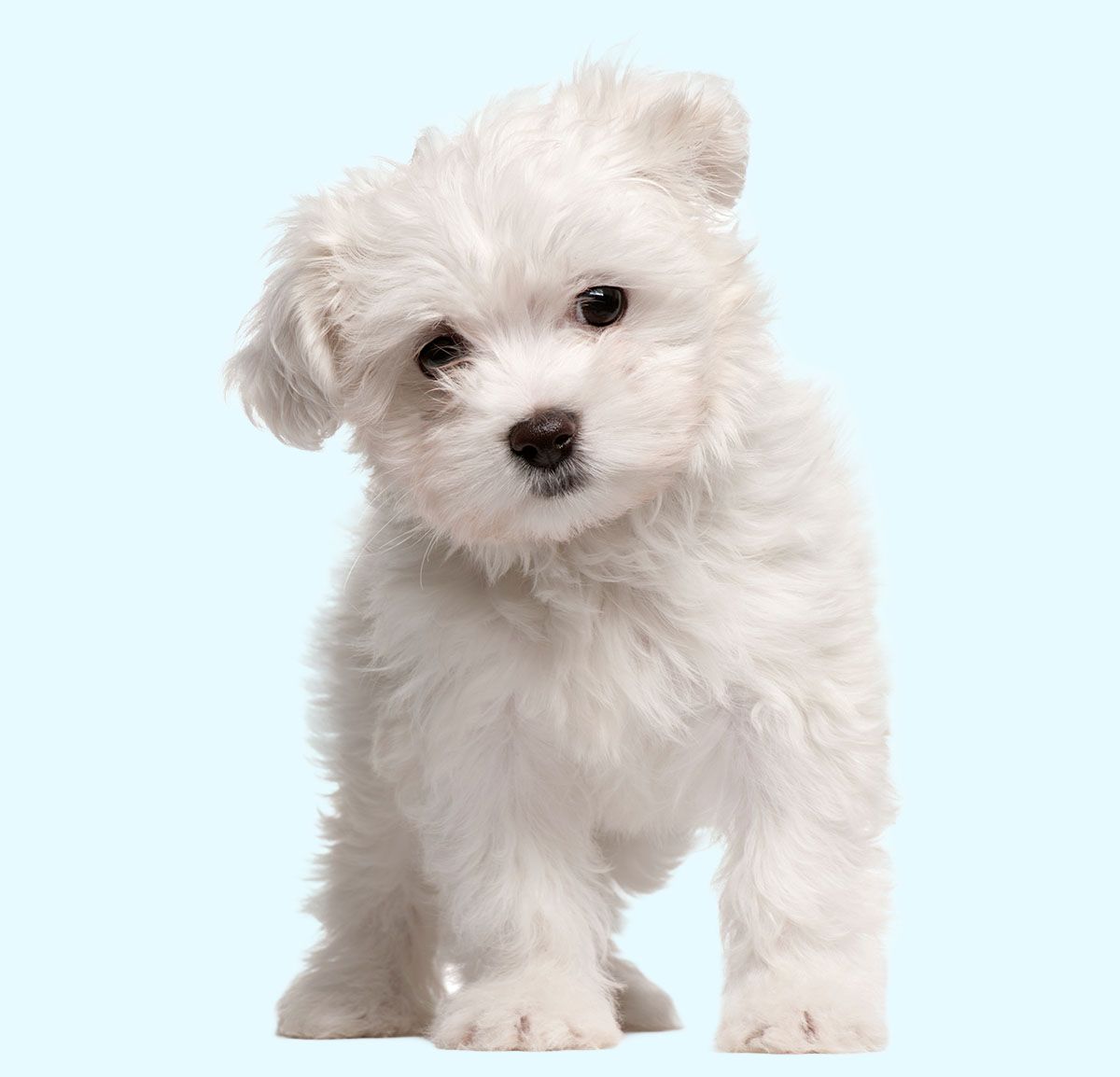 maltese puppy