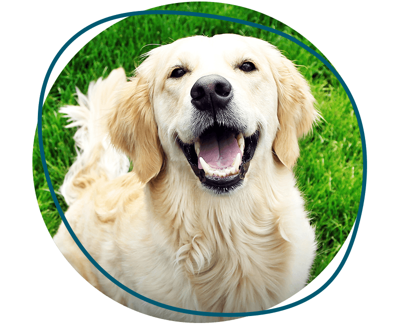 cute labrador at green grass