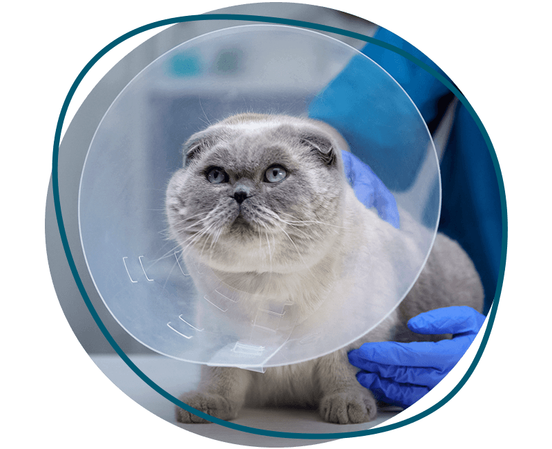 cat with after surgery collar