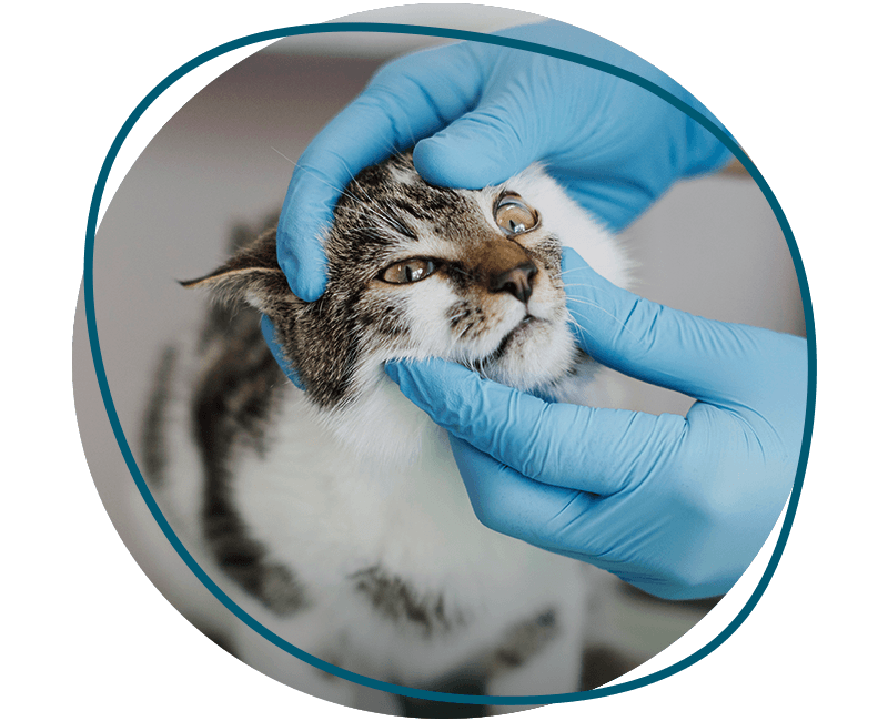 vet checking cat's eyes