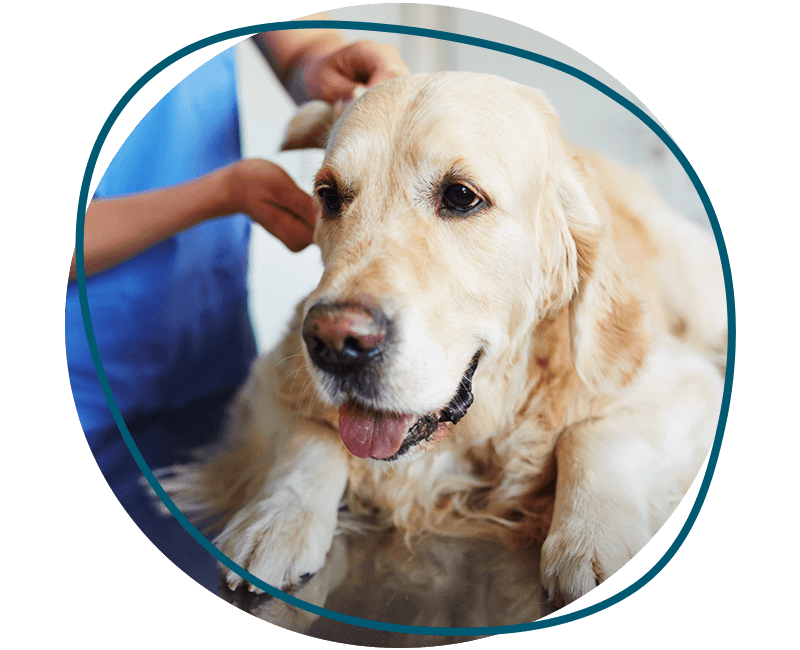 vet doctor checking cute labrador dog