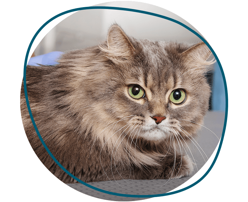 veterinary doctor taking care cat