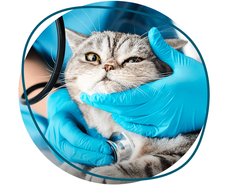 cute cat at veterinary table
